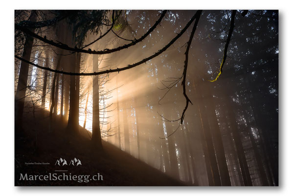 Appenzellerland/Im Wald Art.-Nr. MS8-3954-November