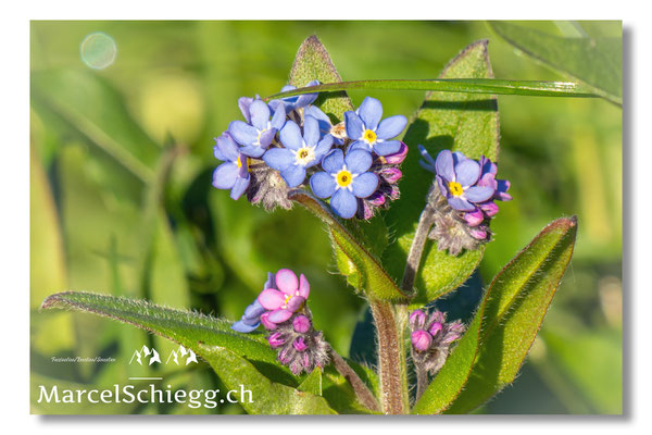 Blumen und Pflanzen Art.-Nr. MZ8-1585-25-Alpen-Vergissmeinnicht Myosotis Alpestris