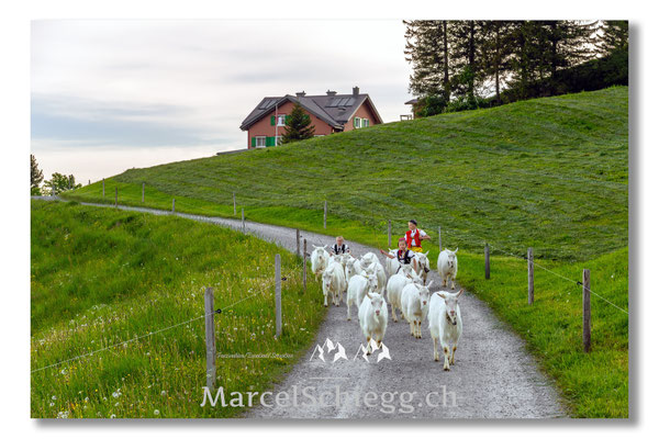 Marcel Schiegg Fotografie, Tradition, Brauchtum, Alpfahrt, Oeberefahre, Appenzell, Appenzellerland, Öberefahre, Alpstein, Berggasthaus Ruhesitz
