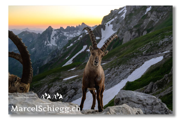 Steinbock/Alpstein Art.-Nr. MZ7-2739/22