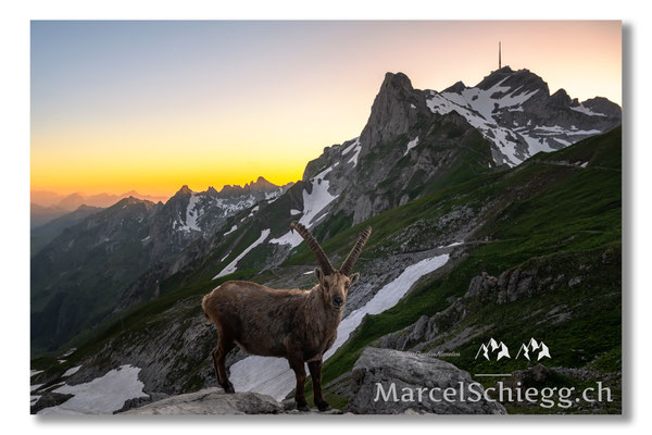 Steinbock/Alpstein Art.-Nr. MZ7-2727