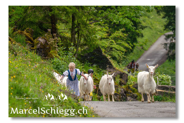 Marcel Schiegg Fotografie, Alpstein, Seealp, Tradition, Brauchtum, Alpfahrt, Oeberefahre, Appenzell, Ziegen