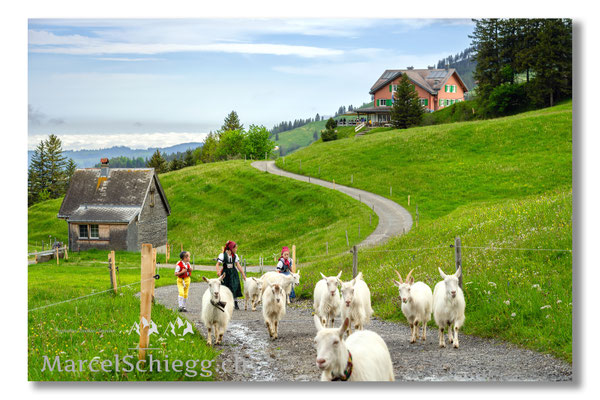 Marcel Schiegg Fotografie, Tradition, Brauchtum, Alpfahrt, Oeberefahre, Appenzell, Appenzellerland, Öberefahre, Alpstein, Berggasthaus Ruhesitz