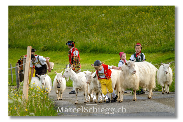 Marcel Schiegg Fotografie, Tradition, Brauchtum, Alpfahrt, Oeberefahre, Appenzell, Appenzellerland, Öberefahre, Alpstein