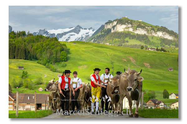 Marcel Schiegg Fotografie, Tradition, Brauchtum, Alpfahrt, Oeberefahre, Appenzell, Appenzellerland, Öberefahre