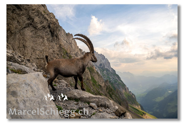 Steinbock/Alpstein Art.-Nr. MZ7-3839