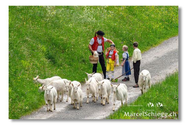 Marcel Schiegg Fotografie, Alpstein, Seealp, Tradition, Brauchtum, Alpfahrt, Oeberefahre, Appenzell, Ziegen
