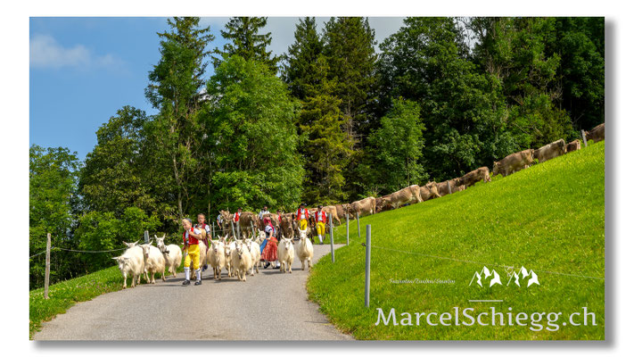 Marcel Schiegg Fotografie, Tradition, Brauchtum, Alpfahrt, Oeberefahre, Appenzell, Appenzellerland, Öberefahre, Alpstein