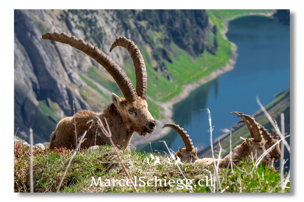Steinbock/Alpstein Art.-Nr. MZ8-2002/25