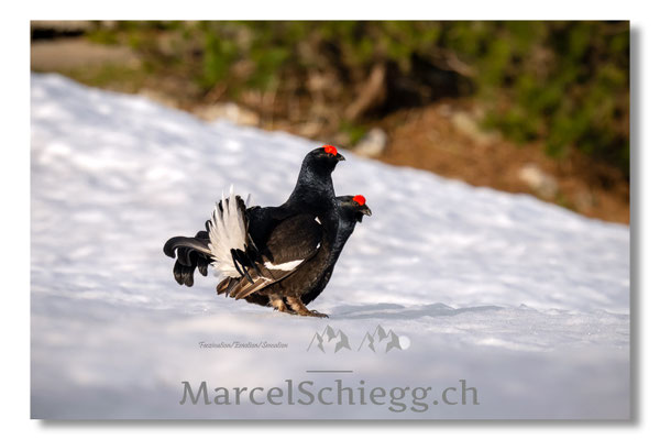 Marcel Schiegg, Marcel Schiegg Fotografie, Birkhuhn, Birkhuhnbalz, Balzplatz, Balzzeit, Wildtiere, Alpstein