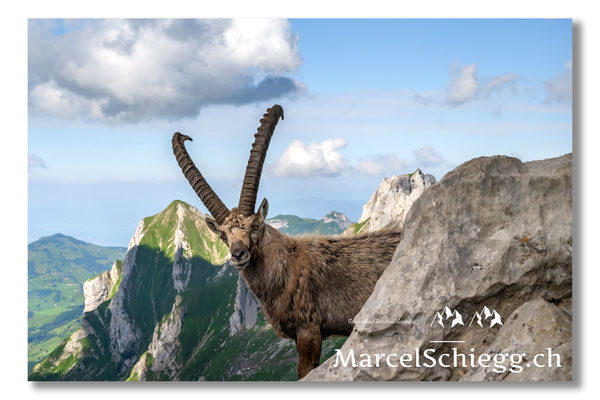 Steinbock/Alpstein Art.-Nr. 21MZ7-8671