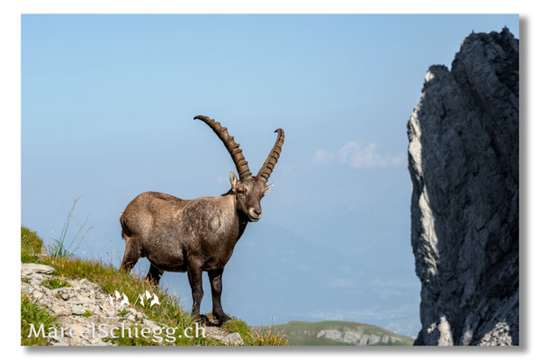 Marcel Schiegg, Marcel Schiegg Fotografie, Alpensteinbock, Steinbock, Wildtiere