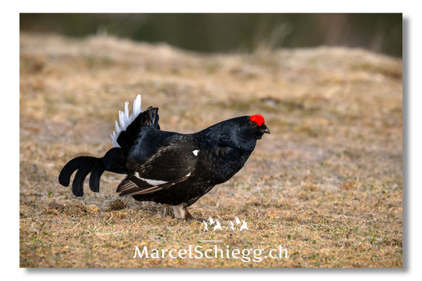 Marcel Schiegg, Marcel Schiegg Fotografie, Birkhuhn, Birkhuhnbalz, Balzplatz, Balzzeit, Wildtiere, Alpstein
