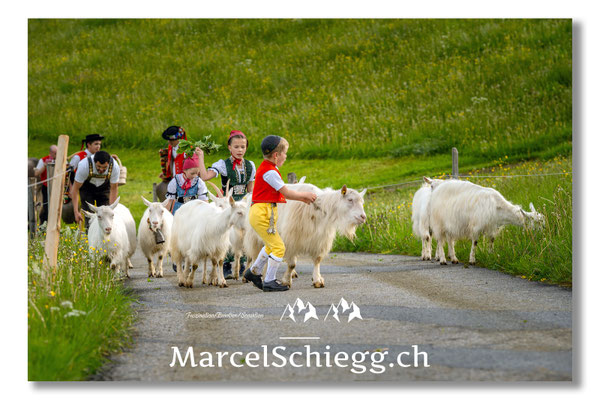 Marcel Schiegg Fotografie, Tradition, Brauchtum, Alpfahrt, Oeberefahre, Appenzell, Appenzellerland, Öberefahre, Alpstein