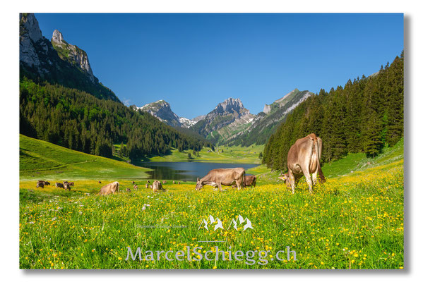 Öberefahre/Alpfahrt Art.-Nr. 15MS8-1470