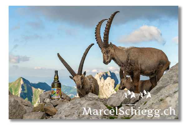 Steinbock/Alpstein Art.-Nr. MZ7-4056