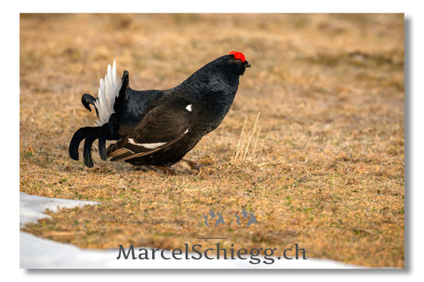 Marcel Schiegg, Marcel Schiegg Fotografie, Birkhuhn, Birkhuhnbalz, Balzplatz, Balzzeit, Wildtiere, Alpstein