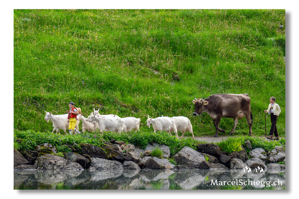 Marcel Schiegg Fotografie, Seealpsee, Alpstein, Tradition, Brauchtum, Alpfahrt, Oeberefahre, Appenzell, Ziegen Braunvieh