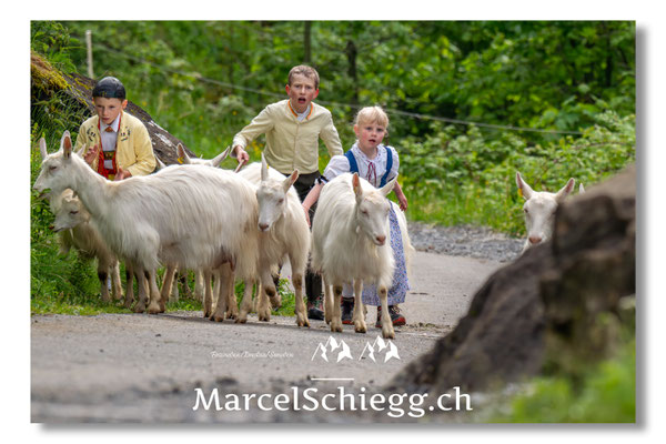 Marcel Schiegg Fotografie, Alpstein, Seealp, Tradition, Brauchtum, Alpfahrt, Oeberefahre, Appenzell, Ziegen