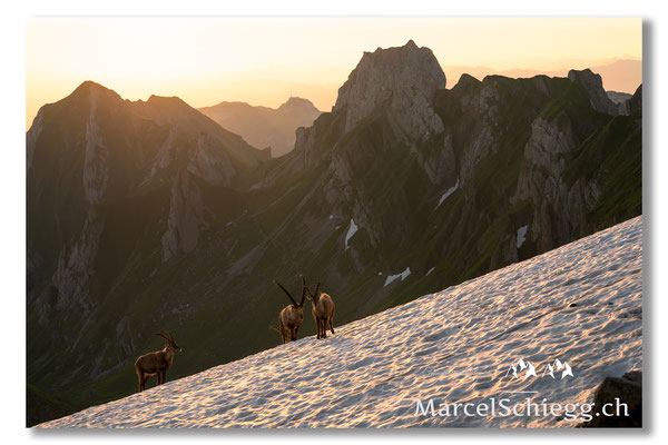 Steinbock/Alpstein Art.-Nr. MZ7-9128