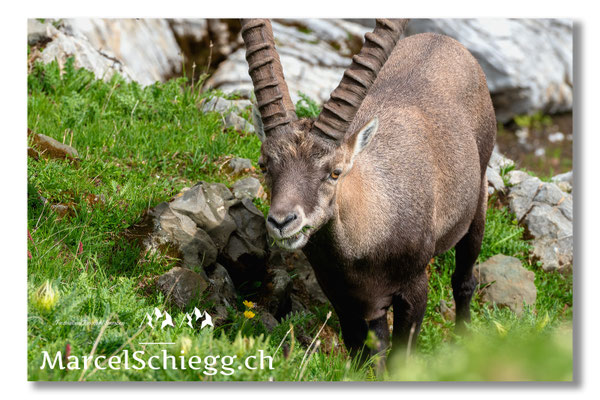 Steinbock/Alpstein Art.-Nr. MS5-3971