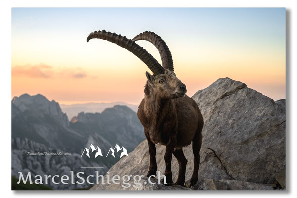 Steinbock/Alpstein Art.-Nr. MZ7-2709