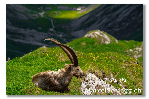 Steinbock/Alpstein Art.-Nr. MS5-7321