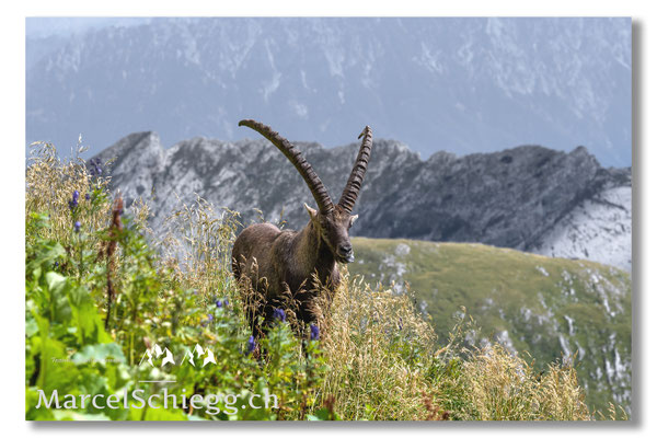 Steinbock/Alpstein Art.-Nr. MZ7-7886