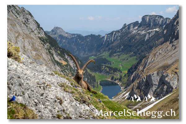 Steinbock/Alpstein Art.-Nr. MZ7-1975