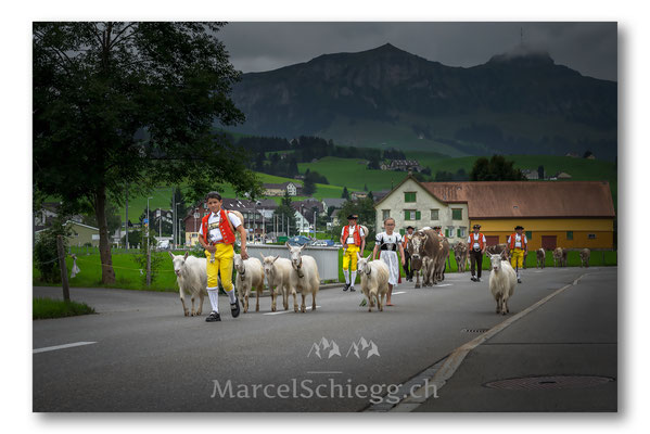 Öberefahre/Alpfahrt Art.-Nr. MS8-7369-September