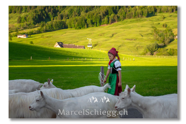 Marcel Schiegg Fotografie, Tradition, Brauchtum, Alpfahrt, Oeberefahre, Appenzell, Appenzellerland, Öberefahre, Alpstein