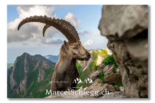 Steinbock/Alpstein Art.-Nr. MZ7-9000