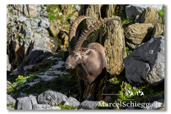 Steinbock/Alpstein Art.-Nr. MZ7-8039
