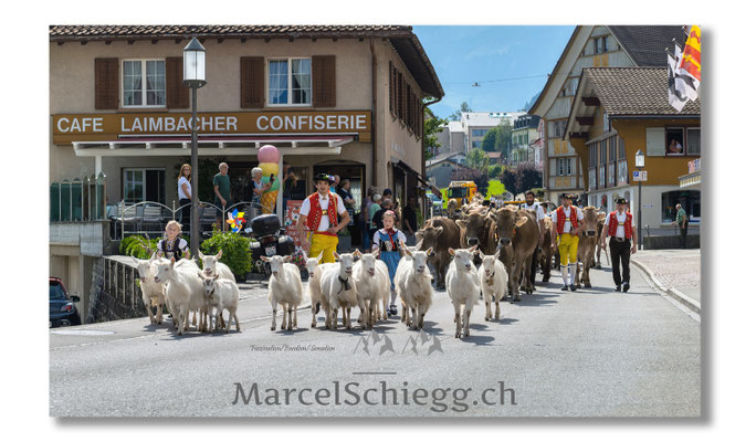 Marcel Schiegg Fotografie, Tradition, Brauchtum, Alpfahrt, Oeberefahre, Appenzell, Appenzellerland, Öberefahre, Hauptgasse