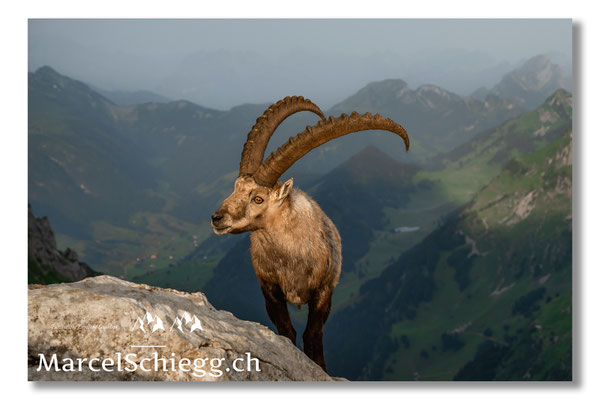 Steinbock/Alpstein Art.-Nr. MZ7-3167/22