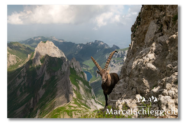 Steinbock/Alpstein Art.-Nr. MZ7-4865
