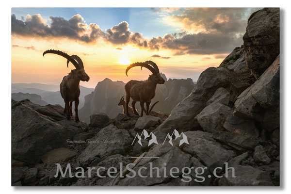 Steinbock/Alpstein Art.-Nr. MZ7-0878