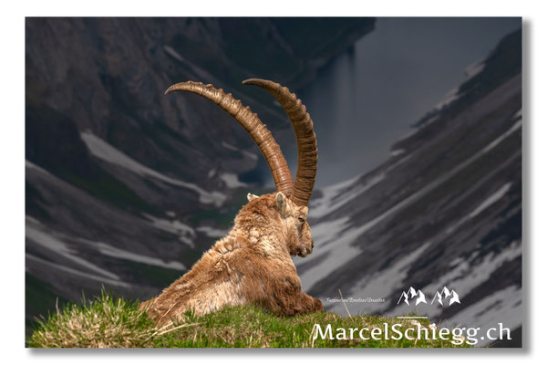 Marcel Schiegg, Marcel Schiegg Fotografie, Alpensteinbock, Steinbock, Wildtiere