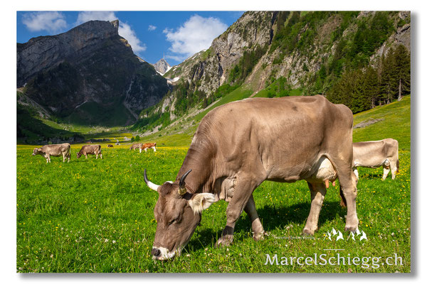 Marcel Schiegg Fotografie, Marcel Schiegg, Seealpsee, Alpstein, Appenzell, Appenzellerland, Hornkuh