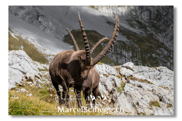 Steinbock/Alpstein Art.-Nr. MZ8-9838/25