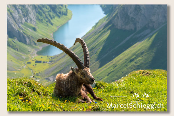Steinbock/Alpstein Art.-Nr. MS5-7195