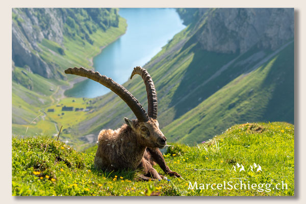 Steinbock/Alpstein Art.-Nr. MS5-7195