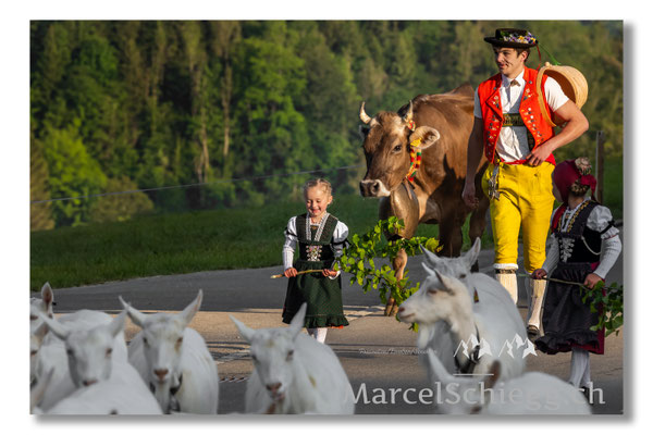 Marcel Schiegg Fotografie, Tradition, Brauchtum, Alpfahrt, Oeberefahre, Appenzell, Appenzellerland, Öberefahre, Alpstein