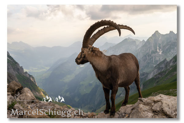 Steinbock/Alpstein Art.-Nr. MZ7-3790