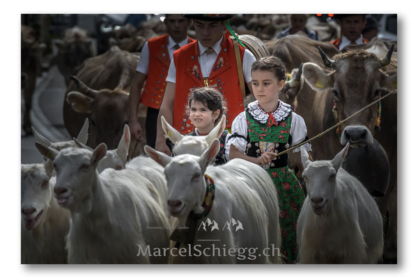 Öberefahre/Alpfahrt Art.-Nr. MS5-5097-September