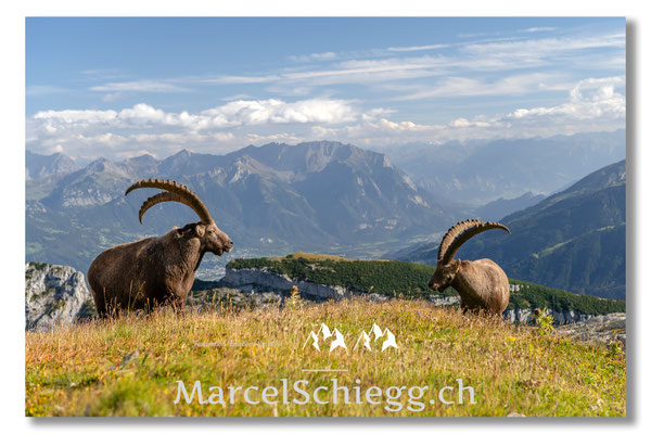 Steinbock/Alpstein Art.-Nr. MZ7-1987