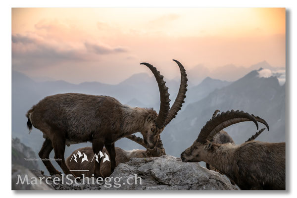 Marcel Schiegg, Marcel Schiegg Fotografie, Alpensteinbock, Steinbock, Wildtiere