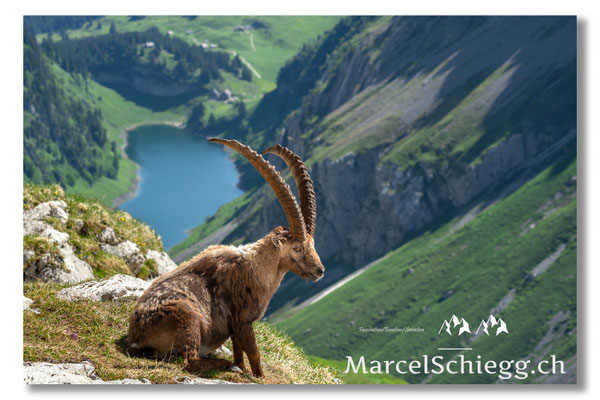 Marcel Schiegg, Marcel Schiegg Fotografie, Alpensteinbock, Steinbock, Wildtiere