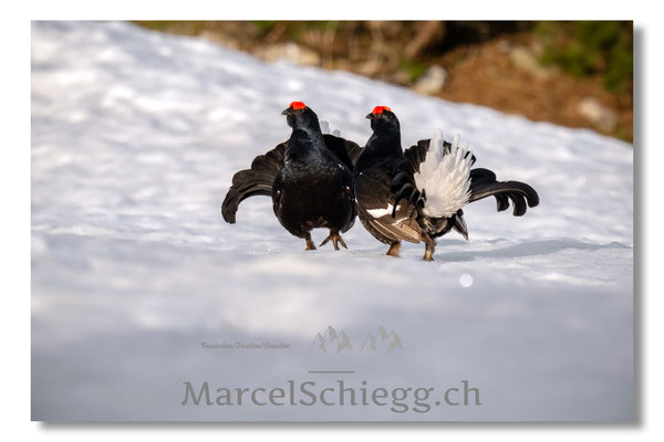 Marcel Schiegg, Marcel Schiegg Fotografie, Birkhuhn, Birkhuhnbalz, Balzplatz, Balzzeit, Wildtiere, Alpstein
