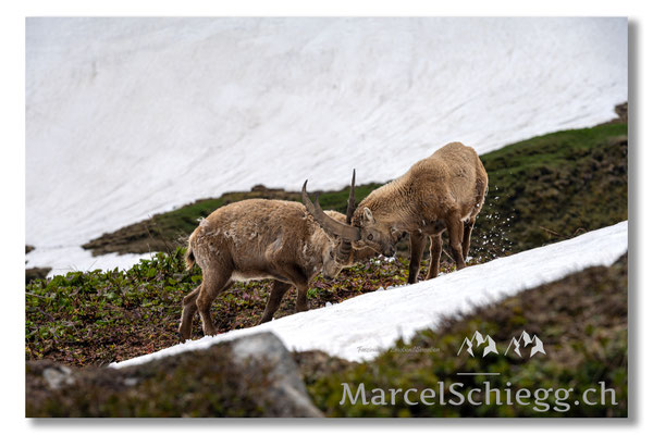 Steinbock/Alpstein Art.-Nr. MZ7-0032